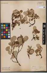 Foto von Salix reticulata L.